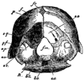 1911 EB Chicken skull