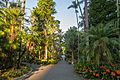 2015-09-13 Royal Botanic Gardens, Sydney - Palm Groove