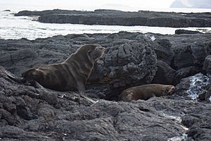 20180808-Galápagos fur seal-7 at Santiago (9791)