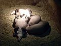 Aardvarks (Colchester Zoo)