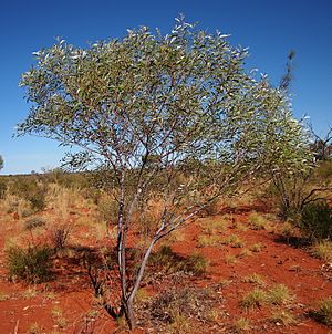 Acacia thomsonii.jpg