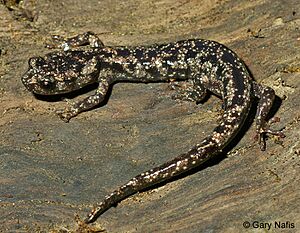 Adult Wandering Salamander (Aneides vagrans).jpg