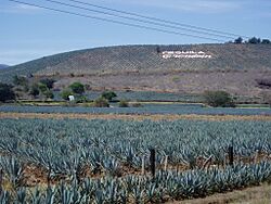 Agave fields hill