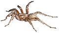 Aptostichus stephencolberti male holotype