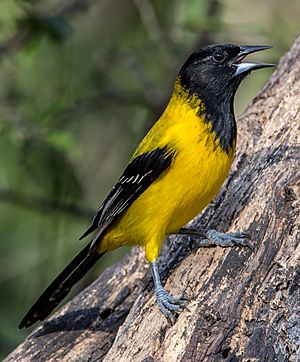 Audubon's oriole Facts for Kids