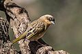 Baglafecht weaver (Ploceus baglafecht baglafecht) male non-breeding
