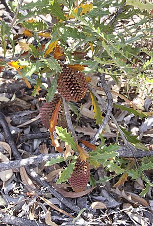 Banksia aculeata-1