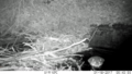 Beaver and dam lower Los Gatos Creek 2017-01-18