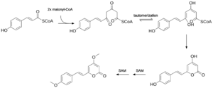 Biosynthesis of yangonin