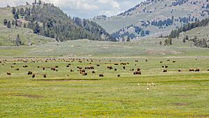 Bison and pronghorn in Lamar Valley (27426095772)