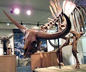Bison latifrons fossil buffalo (Pleistocene; North America) 7 (15257780319).jpg