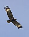 Black-breasted Buzzard (Hamirostra melanosternon) - Flickr - Lip Kee (2)