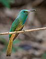 Blue-bearded bee-eater in Thailand