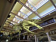 Blue Whale skeleton in Hackett Hall, Western Australian Museum, Perth, January 2021 03
