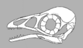 Bohaiornis skull reconstruction