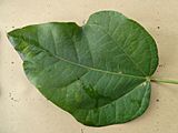 Brachychiton acerifolius - leaf of mature tree SF21001