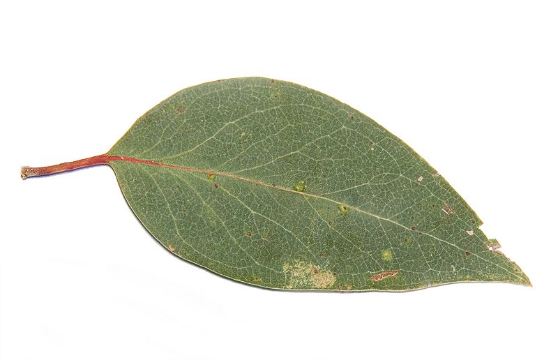 Broad-leaved peppermint444