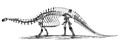 Brontosaurus skeleton 1880s