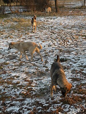 BucharestWildDogs2