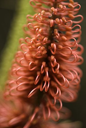 CSIRO ScienceImage 9036 Hakea flower