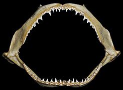 Carcharhinus brevipinna jaws