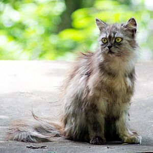 Cat in Krasnodar, July, 2012 (square)
