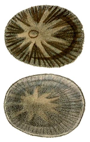 Cellana stellifera shell.jpg