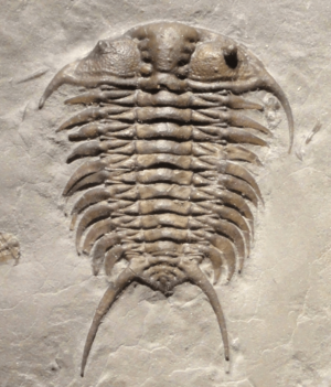 Ceraurus fossil cropped