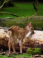 Cervus nippon Kitz Juni 2012 Wildpark Alte Fasanerie Klein-Auheim