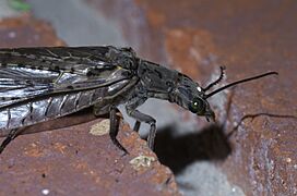 Chauliodes rastricornis P1400671a