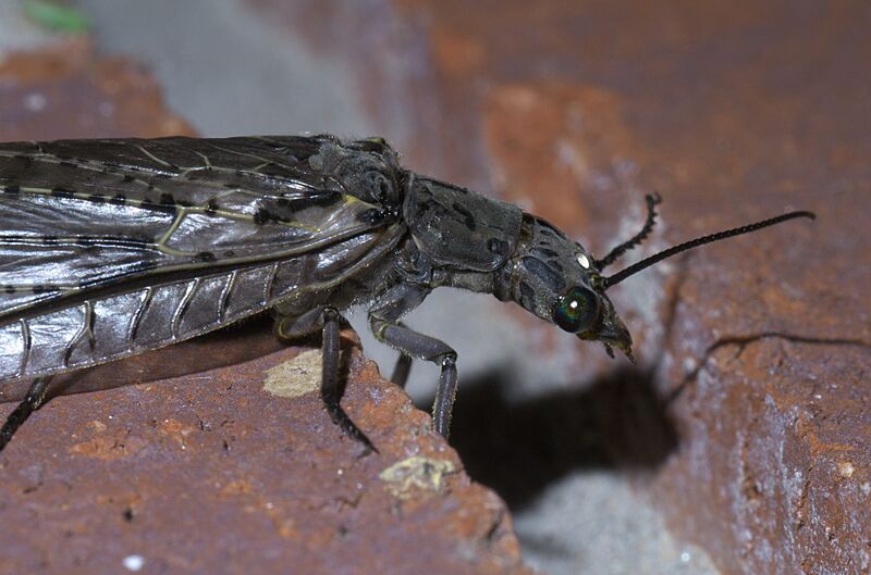 Chauliodes rastricornis P1400671a