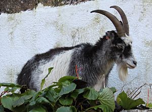 Cheddar Gorge goat