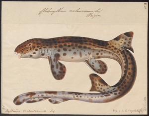 Chiloscyllium malaisianum - 1700-1880 - Print - Iconographia Zoologica - Special Collections University of Amsterdam - UBA01 IZ14100131.tif