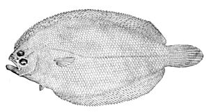 Citharichthys spilopterus.jpg