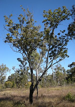 Clerodendrum floribundum tree.jpg