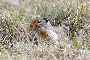 Columbian Ground Squirrel Cranbrook