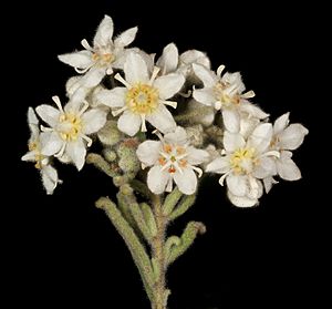 Commersonia craurophylla - Flickr - Kevin Thiele.jpg