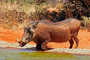 Common warthog (Phacochoerus africanus) male.jpg
