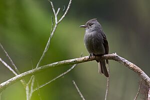 Contopus fumigatus, Smoke-colored Pewee.jpg