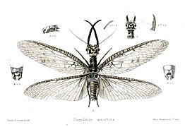 CorydalisAsiaticaParkerCoward