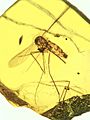 Culex malariager in Dominican amber