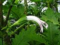 Cyanea lobata flower