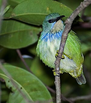 Cyanerpes lucidus (female) (cropped).jpg