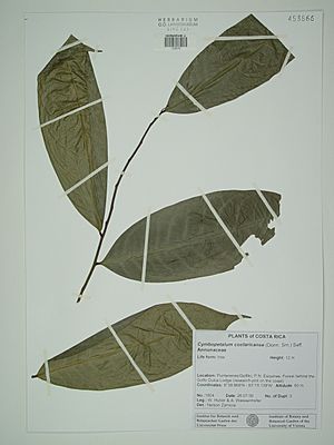 Pressed leaves of C. costaricense