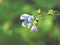 Cynoglossum virginianum var boreale 8-eheep (5097861502)