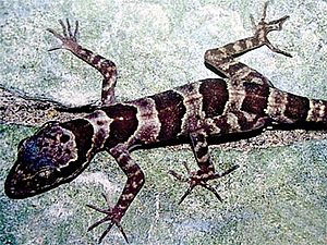 Cyrtodactylus phongnhakebangensis.jpg