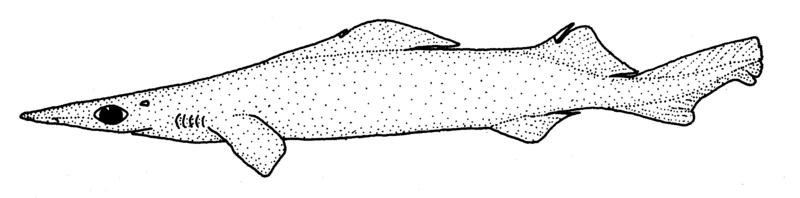 Deania calcea (Birdbeak dogfish)