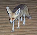 Desert fox (Vulpes rueppellii) cropped