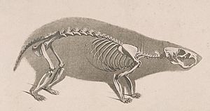 Die vergleichende Osteologie (1821) Cricetus cricetus
