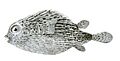 Diodon hystrix Achilles 179